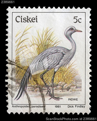 Image of Stamp series printed in Ciskei shows Blue Crane
