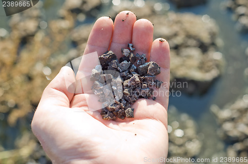 Image of earth in hand