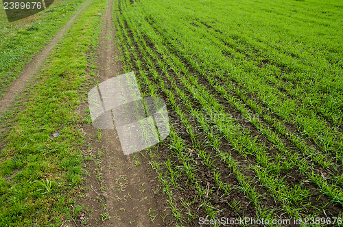 Image of green road