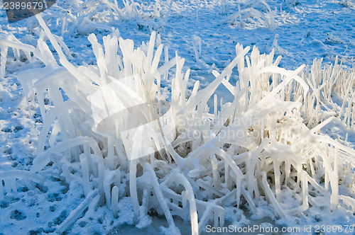 Image of frozen grass