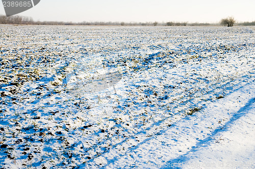 Image of snow on field