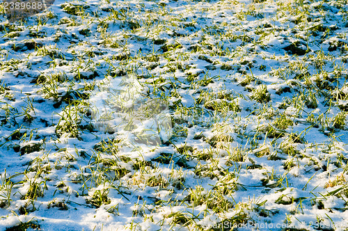 Image of winter crops