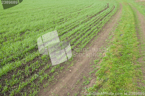 Image of green road