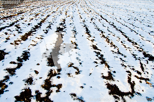 Image of black rows