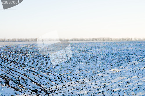 Image of winter rows