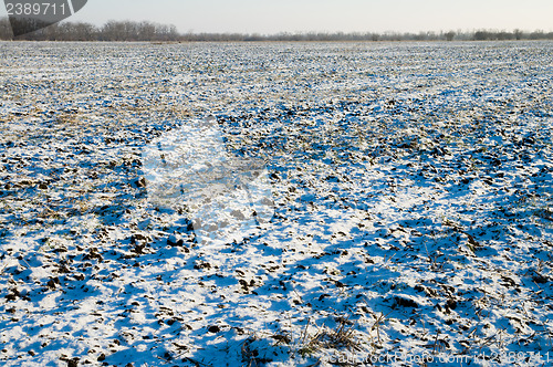 Image of winter field