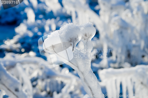 Image of frozen plant