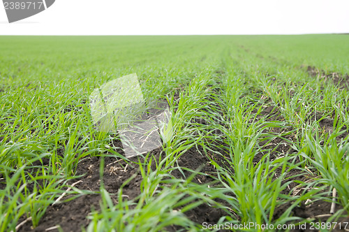 Image of green rows
