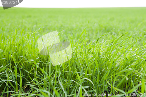 Image of green grass