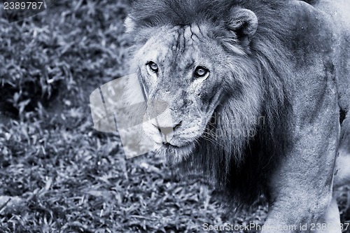 Image of Lion portrait