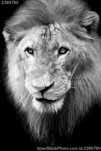 Image of Lion portrait