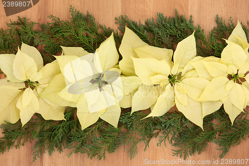 Image of Poinsettia Flowers on Oak