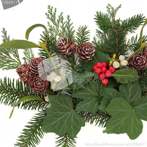 Image of Winter Greenery