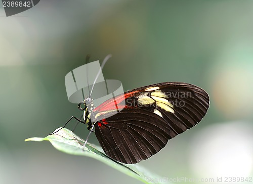 Image of Doris Longwing butterfly resting on a leaf