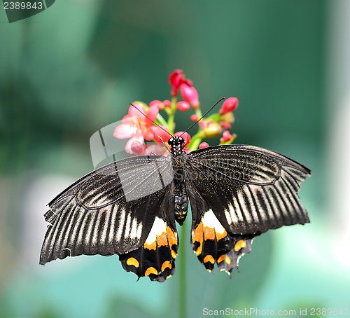Image of Black butterfly with orange and white markings