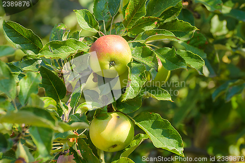 Image of Apples