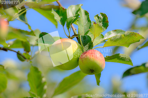 Image of Apples