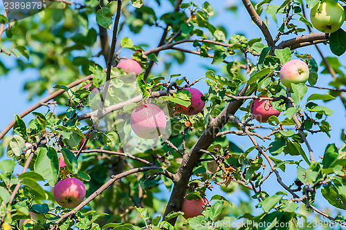 Image of Apples