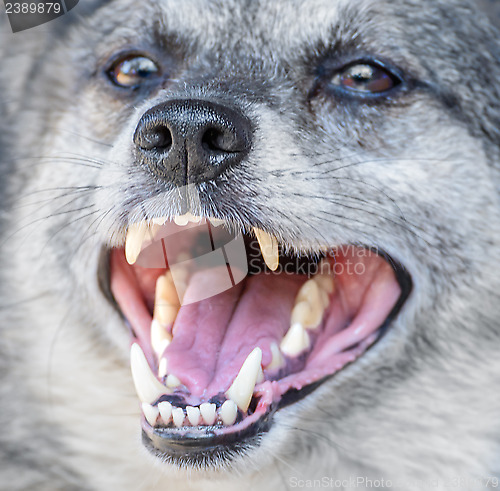 Image of Dog muzzle