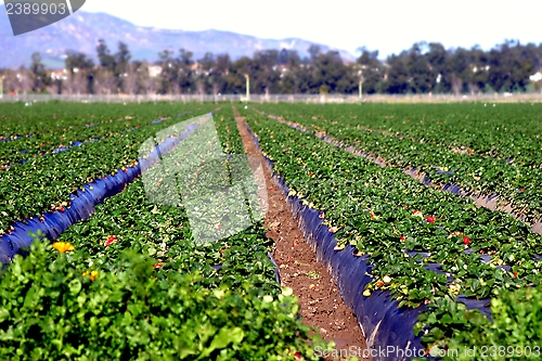 Image of Strawberry Fields