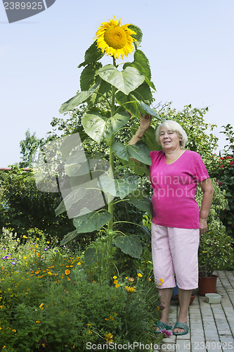 Image of Cottager near a huge sunflower