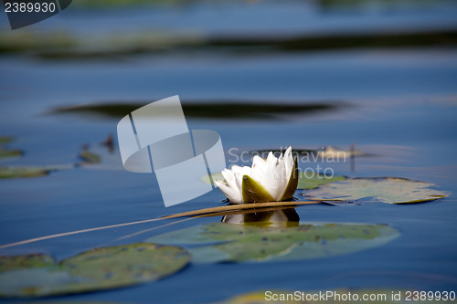 Image of white water lily