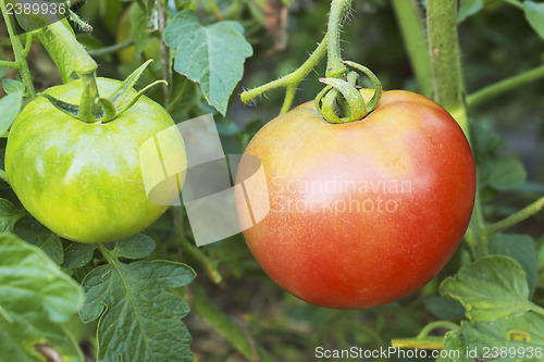 Image of Red and green tomatoes on a branch