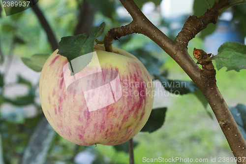 Image of Shiny pink apple on a branch