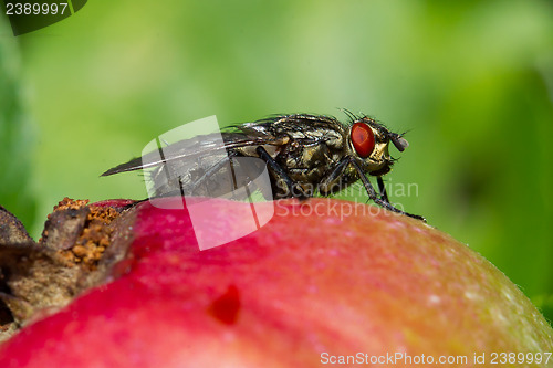 Image of Fly on apple