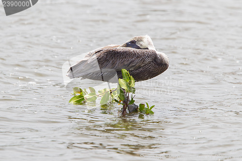 Image of Brown pelican (Pelecanus occidentalis)