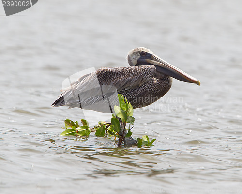 Image of Brown pelican (Pelecanus occidentalis)