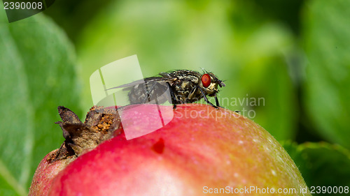 Image of Fly on apple