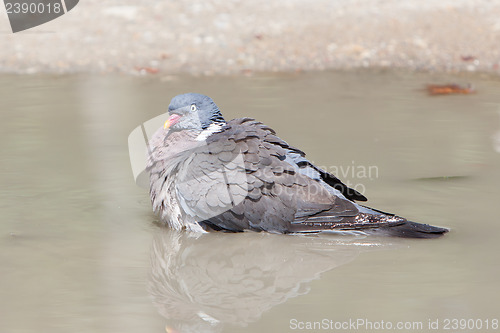 Image of Wood Pigeon palumbus taking a bath in a pond