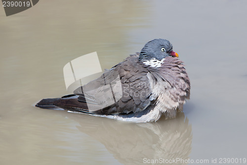 Image of Wood Pigeon palumbus taking a bath in a pond