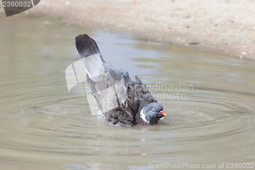 Image of Wood Pigeon palumbus taking a bath in a pond