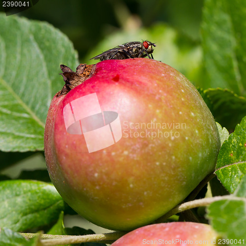 Image of Fly on apple