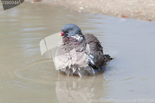 Image of Wood Pigeon palumbus taking a bath in a pond