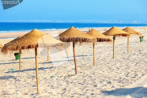 Image of Umbrellas on the beach