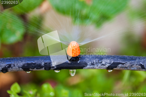 Image of Watering plants and grass by nozzle