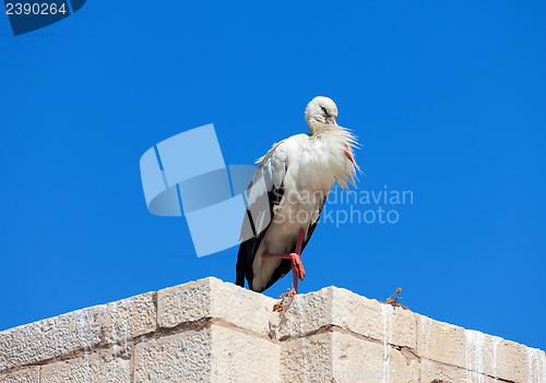 Image of Stork on the wall