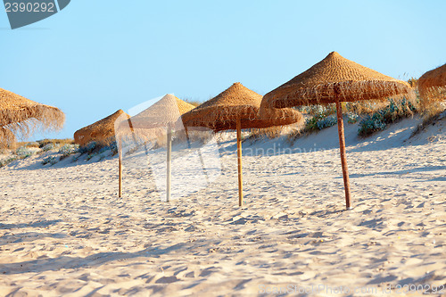 Image of Umbrellas on the beach