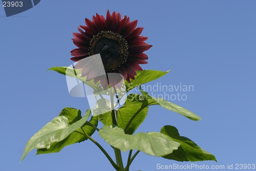 Image of red sunflower