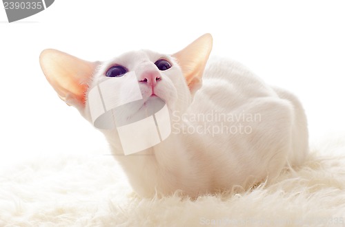 Image of white oriental cat