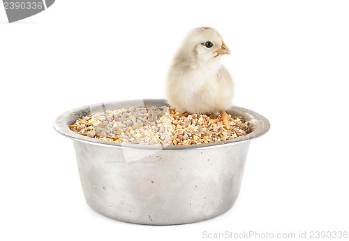 Image of young chick and cereals