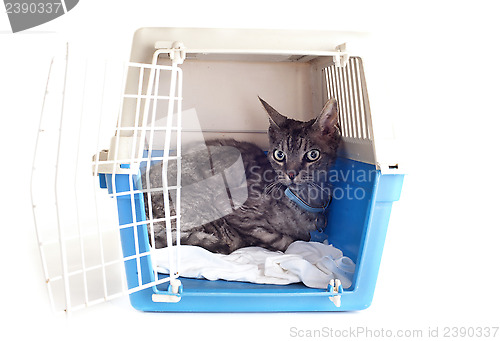 Image of cat in pet carrier