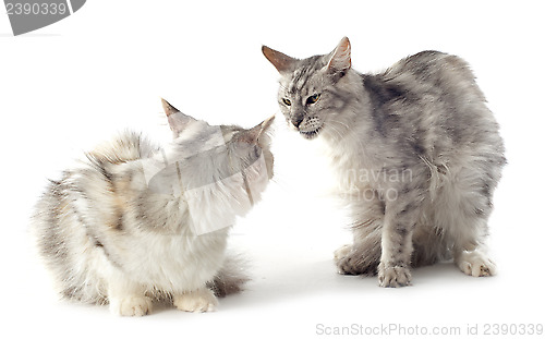 Image of maine coon cats