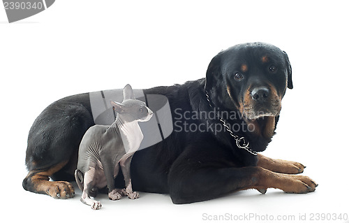 Image of Sphynx Cat and rottweiler