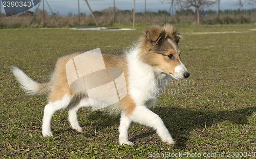 Image of running puppy shetland