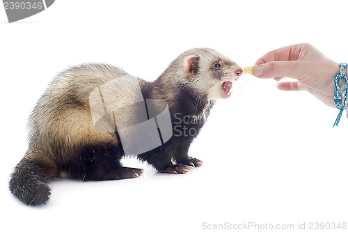 Image of feeding ferret