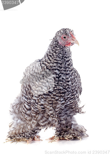 Image of orpington chicken